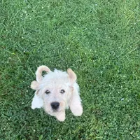 Cattledoodle Puppy (Purple Girl), a female Australian Cattle Dog and Poodle - Standard  for sale in North Jackson, OH – 3 of 4