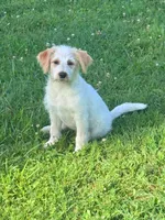 Cattledoodle Puppy (Pink Girl) *High Prey Drive*, a female Australian Cattle Dog and Poodle - Standard  for sale in North Jackson, OH – 3 of 3