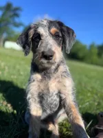Cattledoodle Puppy (Blue Boy), a male Australian Cattle Dog and Poodle - Standard  for sale in North Jackson, OH – 3 of 5