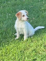 Cattledoodle Puppy (Pink Girl) *High Prey Drive*, a female Australian Cattle Dog and Poodle - Standard  for sale in North Jackson, OH – 2 of 3
