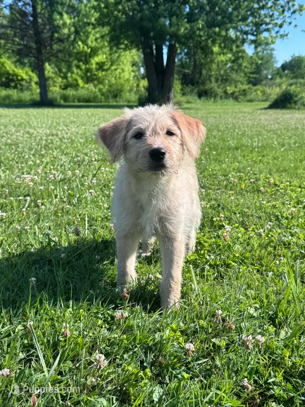 Cattledoodle Puppy (Yellow Girl) – Australian Cattle Dog, Poodle - Standard  puppy for sale in North Jackson, OH