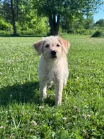 Cattledoodle Puppy (Yellow Girl), a female Australian Cattle Dog and Poodle - Standard  for sale in North Jackson, OH – 1 of 4
