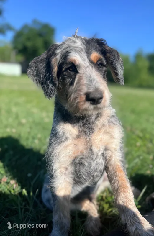 Cattledoodle Puppy (Blue Boy) – Australian Cattle Dog, Poodle - Standard  puppy for sale in North Jackson, OH