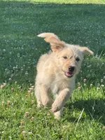 Cattledoodle Puppy (Yellow Girl), a female Australian Cattle Dog and Poodle - Standard  for sale in North Jackson, OH – 2 of 4