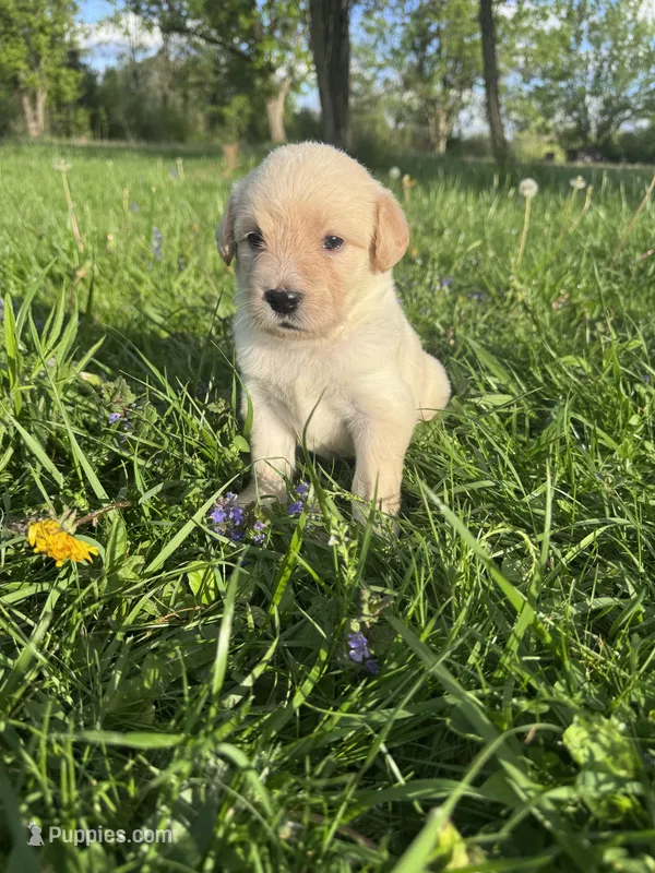 Purple Girl – Australian Cattle Dog, Poodle - Standard  puppy for sale in North Jackson, OH