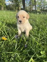 Purple Girl, a female Australian Cattle Dog and Poodle - Standard  for sale in North Jackson, OH – Photo 1 of 6