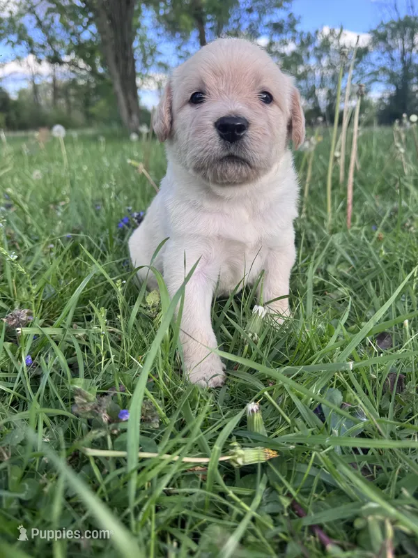 Purple Girl – Australian Cattle Dog, Poodle - Standard  puppy for sale in North Jackson, OH