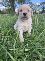 Purple Girl, a female Australian Cattle Dog and Poodle - Standard  for sale in North Jackson, OH – Photo 4 of 6