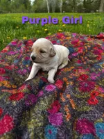 Ca-Poodle Puppy (Australian Cattledog/Poodle) Purple Girl, a female Australian Cattle Dog and Poodle - Standard  for sale in North Jackson, OH – Photo 2 of 3
