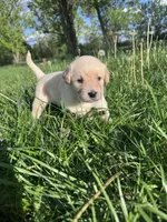 Purple Girl, a female Australian Cattle Dog and Poodle - Standard  for sale in North Jackson, OH – Photo 3 of 6