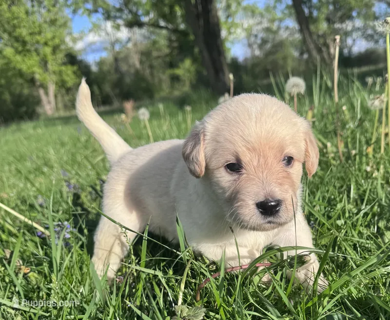 Purple Girl – Australian Cattle Dog, Poodle - Standard  puppy for sale in North Jackson, OH