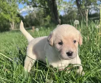 Ca-Poodle (Purple Girl), a female Australian Cattle Dog and Poodle - Standard  for sale in North Jackson, OH – Photo 1 of 6
