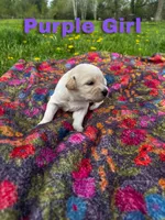 Ca-Poodle Puppy (Australian Cattledog/Poodle) Purple Girl, a female Australian Cattle Dog and Poodle - Standard  for sale in North Jackson, OH – Photo 3 of 3