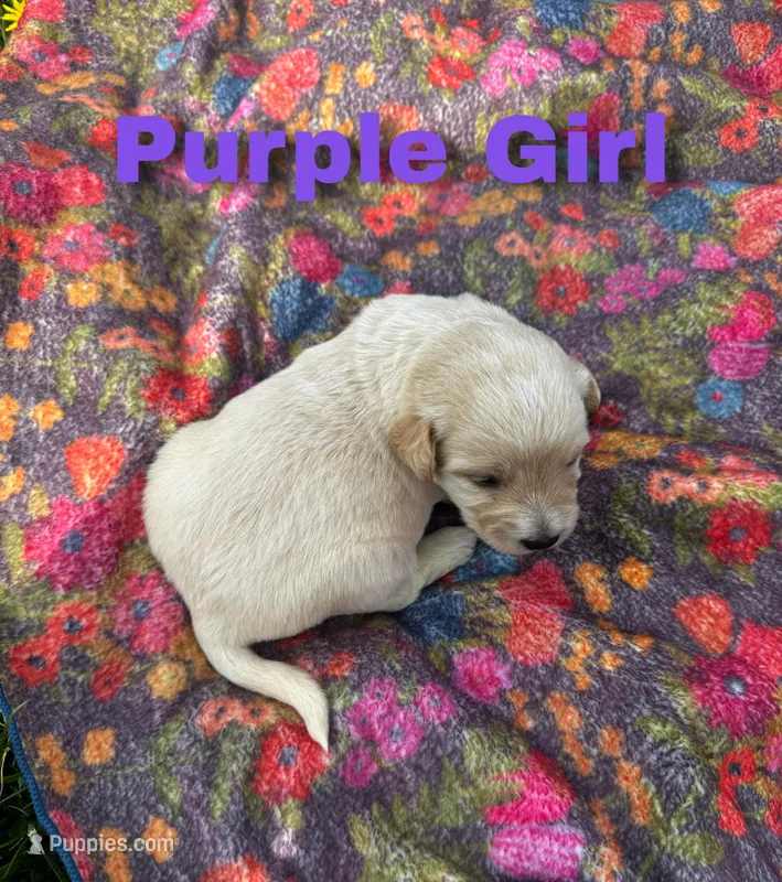 Ca-Poodle Puppy (Australian Cattledog/Poodle) Purple Girl – Australian Cattle Dog, Poodle - Standard  puppy for sale in North Jackson, OH
