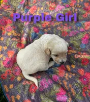 Ca-Poodle Puppy (Australian Cattledog/Poodle) Purple Girl, a female Australian Cattle Dog and Poodle - Standard  for sale in North Jackson, OH – Photo 1 of 3