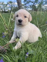 Purple Girl, a female Australian Cattle Dog and Poodle - Standard  for sale in North Jackson, OH – Photo 5 of 6