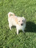 Cattledoodle Puppy (Purple Girl), a female Australian Cattle Dog and Poodle - Standard  for sale in North Jackson, OH – 2 of 4