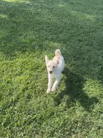 Cattledoodle Puppy (Purple Girl), a female Australian Cattle Dog and Poodle - Standard  for sale in North Jackson, OH – 4 of 4