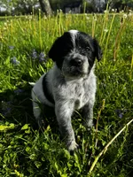 Green Boy, a male Australian Cattle Dog and Poodle - Standard  for sale in North Jackson, OH – Photo 1 of 5