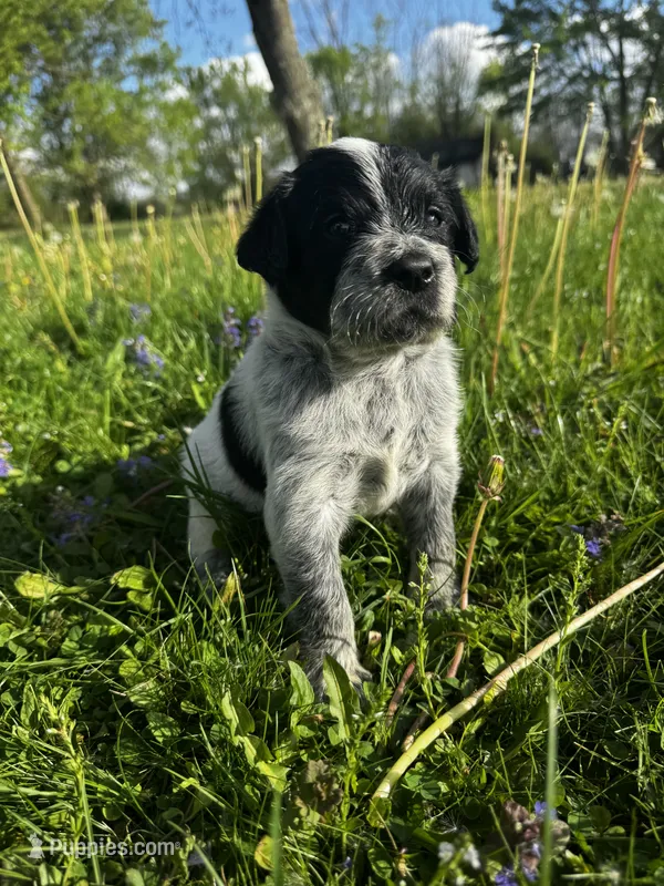 Green Boy – Australian Cattle Dog, Poodle - Standard  puppy for sale in North Jackson, OH
