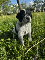 Green Boy, a male Australian Cattle Dog and Poodle - Standard  for sale in North Jackson, OH – Photo 2 of 5