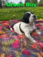Ca-Poodle Puppy (Australian Cattledog/Poodle) Green Boy, a male Australian Cattle Dog and Poodle - Standard  for sale in North Jackson, OH – Photo 2 of 3