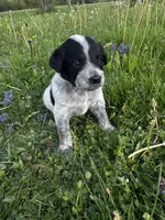Green Boy, a male Australian Cattle Dog and Poodle - Standard  for sale in North Jackson, OH – Photo 4 of 5