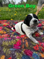 Ca-Poodle Puppy (Australian Cattledog/Poodle) Green Boy, a male Australian Cattle Dog and Poodle - Standard  for sale in North Jackson, OH – Photo 1 of 3