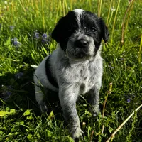 Ca-Poodle (Green Boy), a male Australian Cattle Dog and Poodle - Standard  for sale in North Jackson, OH – Photo 1 of 5