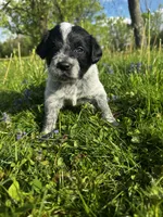 Green Boy, a male Australian Cattle Dog and Poodle - Standard  for sale in North Jackson, OH – Photo 3 of 5