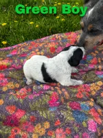 Ca-Poodle Puppy (Australian Cattledog/Poodle) Green Boy, a male Australian Cattle Dog and Poodle - Standard  for sale in North Jackson, OH – Photo 3 of 3