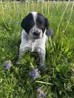 Green Boy, a male Australian Cattle Dog and Poodle - Standard  for sale in North Jackson, OH – Photo 5 of 5