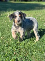 Cattledoodle Puppy (Blue Boy), a male Australian Cattle Dog and Poodle - Standard  for sale in North Jackson, OH – 1 of 5