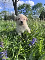 Ca-Poodle (Yellow Girl), a female Australian Cattle Dog and Poodle - Standard  for sale in North Jackson, OH – Photo 7 of 8
