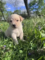 Ca-Poodle (Yellow Girl), a female Australian Cattle Dog and Poodle - Standard  for sale in North Jackson, OH – Photo 3 of 8