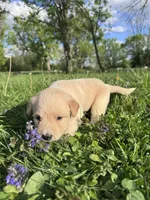 Yellow Girl , a female Australian Cattle Dog and Poodle - Standard  for sale in North Jackson, OH – Photo 3 of 6