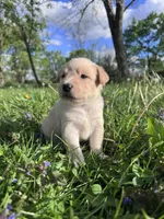 Ca-Poodle (Yellow Girl), a female Australian Cattle Dog and Poodle - Standard  for sale in North Jackson, OH – Photo 2 of 8
