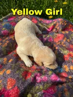 Ca-Poodle Puppy (Australian Cattledo/Poodle) Yellow Girl , a female Australian Cattle Dog and Poodle - Standard  for sale in North Jackson, OH – Photo 3 of 3