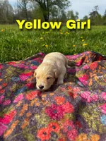 Ca-Poodle Puppy (Australian Cattledo/Poodle) Yellow Girl , a female Australian Cattle Dog and Poodle - Standard  for sale in North Jackson, OH – Photo 2 of 3