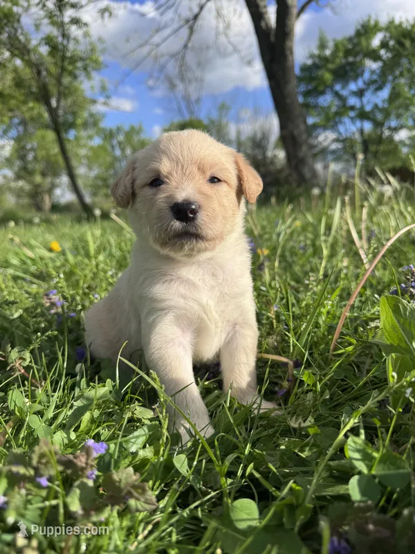 Yellow Girl  – Australian Cattle Dog, Poodle - Standard  puppy for sale in North Jackson, OH