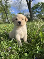 Yellow Girl , a female Australian Cattle Dog and Poodle - Standard  for sale in North Jackson, OH – Photo 1 of 6