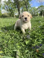 Yellow Girl , a female Australian Cattle Dog and Poodle - Standard  for sale in North Jackson, OH – Photo 2 of 6