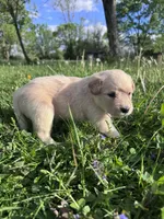 Ca-Poodle (Yellow Girl), a female Australian Cattle Dog and Poodle - Standard  for sale in North Jackson, OH – Photo 4 of 8
