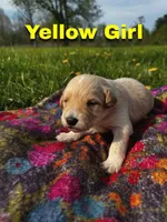 Ca-Poodle Puppy (Australian Cattledo/Poodle) Yellow Girl , a female Australian Cattle Dog and Poodle - Standard  for sale in North Jackson, OH – Photo 1 of 3