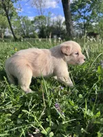 Ca-Poodle (Yellow Girl), a female Australian Cattle Dog and Poodle - Standard  for sale in North Jackson, OH – Photo 8 of 8