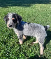 Cattledoodle Puppy (Blue Boy), a male Australian Cattle Dog and Poodle - Standard  for sale in North Jackson, OH – 4 of 5