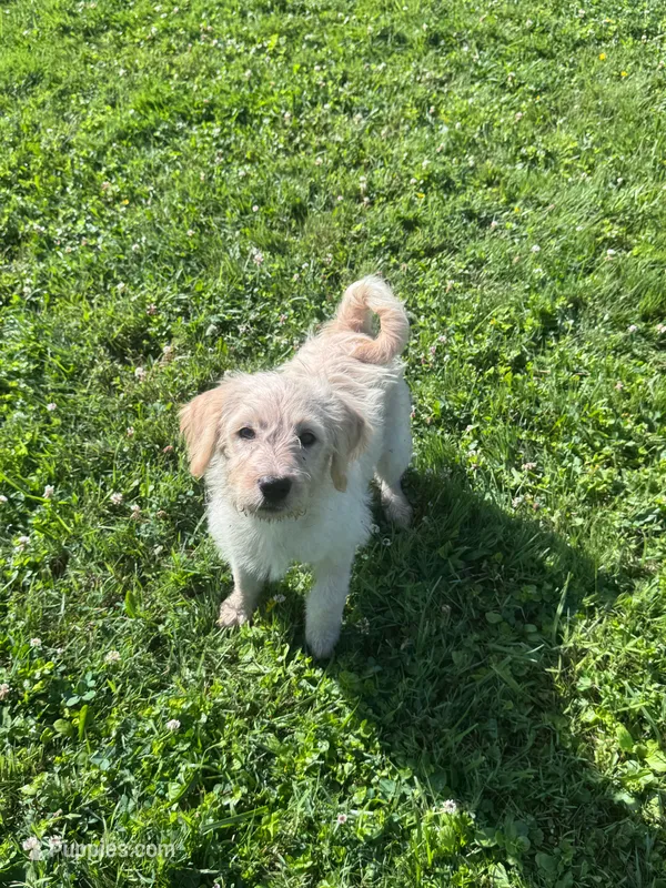 Cattledoodle Puppy (Purple Girl) – Australian Cattle Dog, Poodle - Standard  puppy for sale in North Jackson, OH