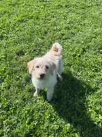 Cattledoodle Puppy (Purple Girl), a female Australian Cattle Dog and Poodle - Standard  for sale in North Jackson, OH – 1 of 4