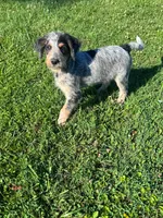 Cattledoodle Puppy (Blue Boy), a male Australian Cattle Dog and Poodle - Standard  for sale in North Jackson, OH – 5 of 5