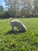 Cattledoodle Puppy (Yellow Girl), a female Australian Cattle Dog and Poodle - Standard  for sale in North Jackson, OH – 4 of 4
